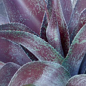 Agaave Purple passion
