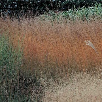 Pikkusiniheinä Heidebraut