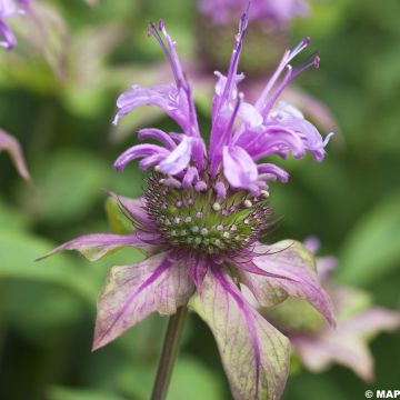 Väriminttu - Monarda fistulosa subsp.menthifolia