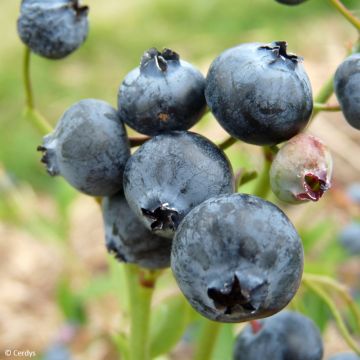 Pensasmustikka Hortblue Poppins