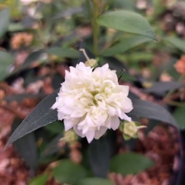 Myrtti Flore Pleno