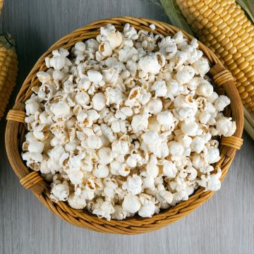 Maissi Pop-corn Tom Pouce luomu - Ferme de Sainte Marthe