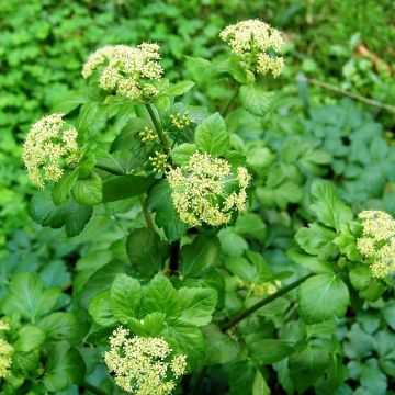 Aleksanterinsiipiputki - Smyrnium olusatrum