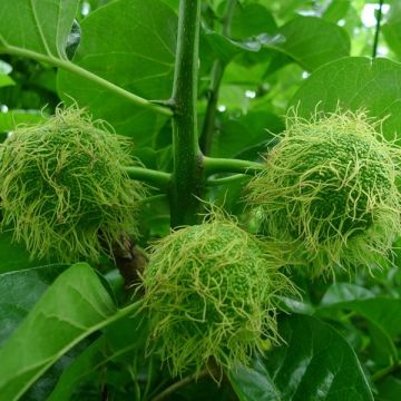 Värimulperi - Maclura pomifera