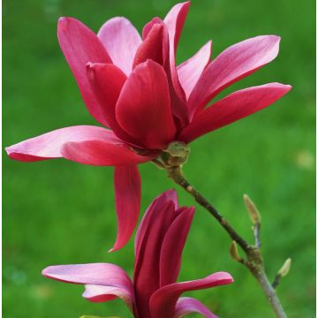 Liljamagnolia Burgundy Star