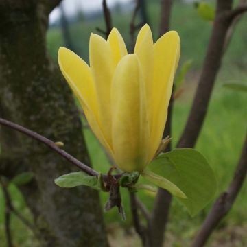 Poppelimagnolia Daphne