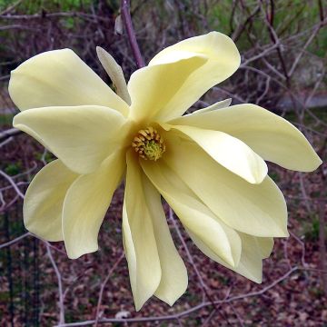 Tähtimagnolia Gold Star