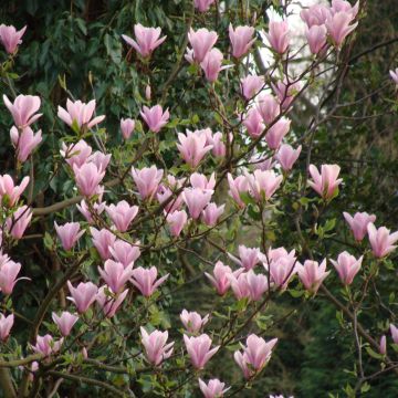 Tulppaanimagnolia Heaven Scent