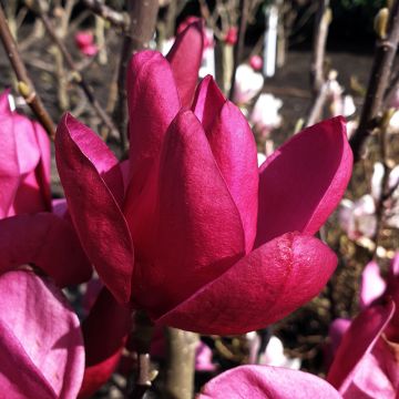 Tarhamagnolia Pink Pyramid