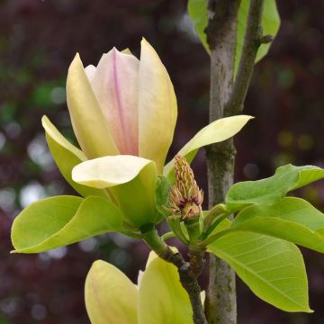 Liljamagnolia Sunspire