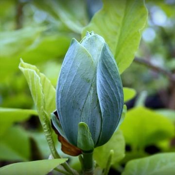 Poppelimagnolia Blue Baby
