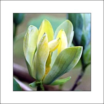 Poppelimagnolia Blue Opal