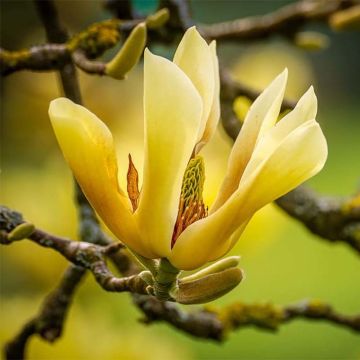 Poppelimagnolia Butterflies