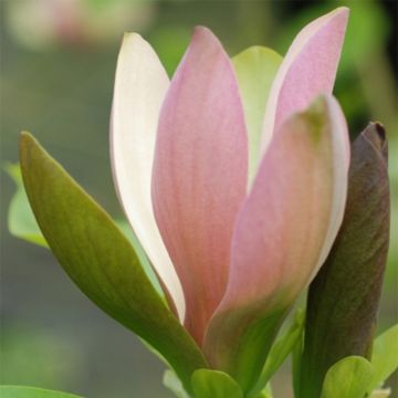 Poppelimagnolia Eva Maria