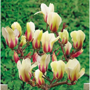 Jademagnolia Sunrise