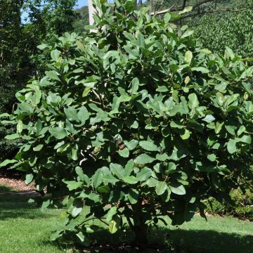 Ternimagnolia - Magnolia delavayi