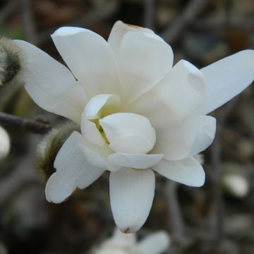 Jademagnolia Double Diamond