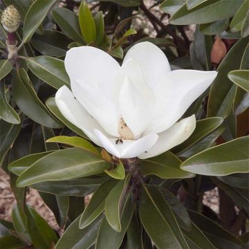 Kuningasmagnolia Alta