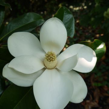 Kuningasmagnolia Bracken's Brown Beauty