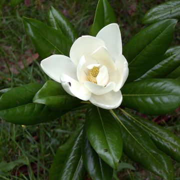 Kuningasmagnolia Ferruginea