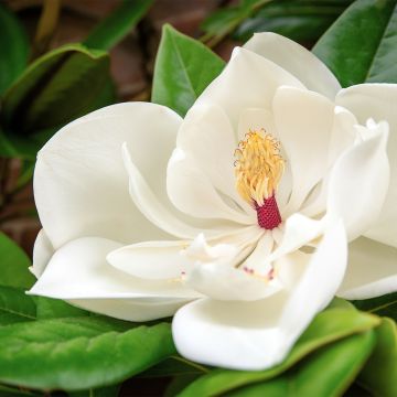 Kuningasmagnolia Goliath