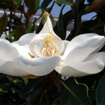Kuningasmagnolia Little Gem