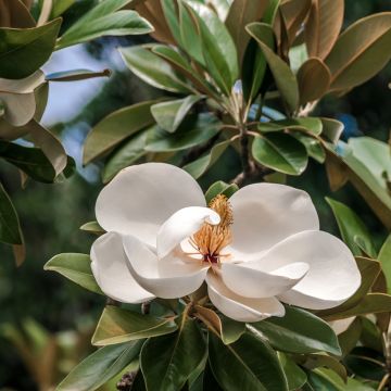 Kuningasmagnolia Mont blanc