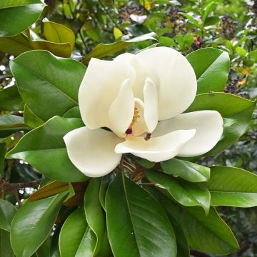 Kuningasmagnolia Nana