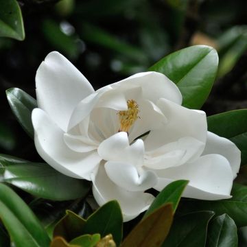 Kuningasmagnolia Purpan