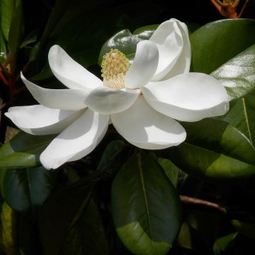 Kuningasmagnolia Treyve