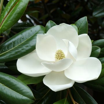 Kuningasmagnolia Victoria