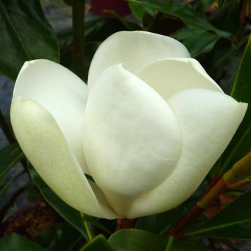 Kuningasmagnolia Kay Parris