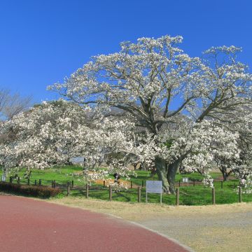 Japaninmagnolia - Magnolia kobus
