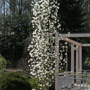 Japaninmagnolia Maraczi