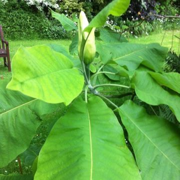 Isolehtimagnolia - Magnolia macrophylla