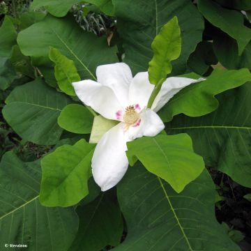 Liljamagnolia - Magnolia macrophylla subsp. ashei