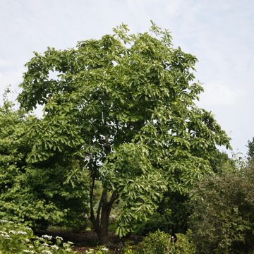 Liljamagnolia - Magnolia officinalis