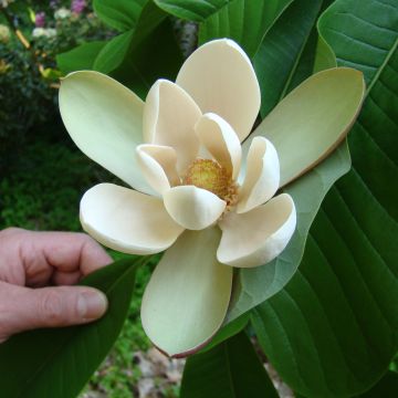Liljamagnolia var. biloba