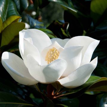 Kuningasmagnolia D.d. blanchard