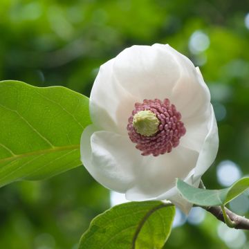 Pensasmagnolia Colossus
