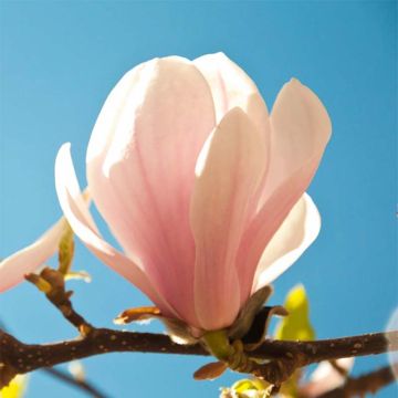 Liljamagnolia Pink Beauty