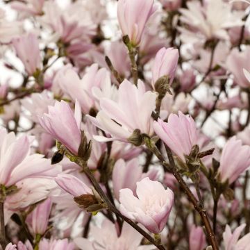 Tähtimagnolia Chrysanthemumiflora