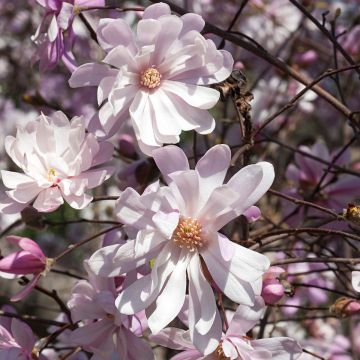 Tähtimagnolia Rosea