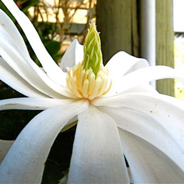 Tähtimagnolia Royal Star