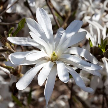 Tähtimagnolia - Magnolia stellata