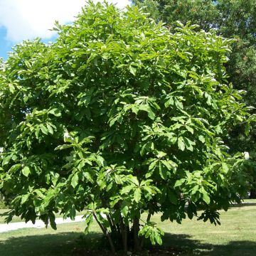 Sateenvarjomagnolia - Magnolia tripetala