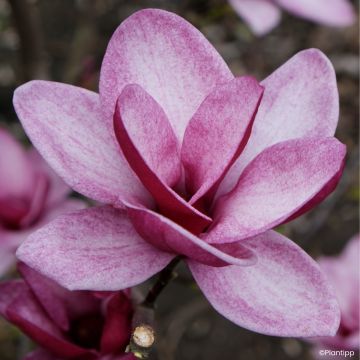 Magnolia Starburst
