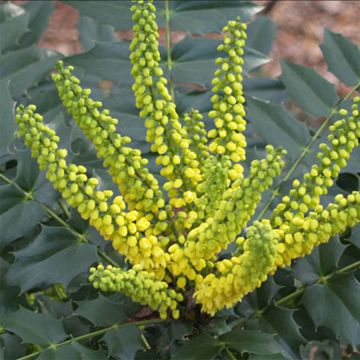 Japaninmahonia Hivernant
