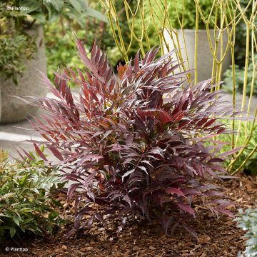 Mahonia eurybracteata subsp. ganpinensis Meteor