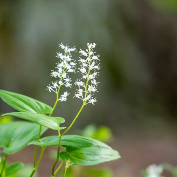 Oravanmarja - Maianthemum bifolium